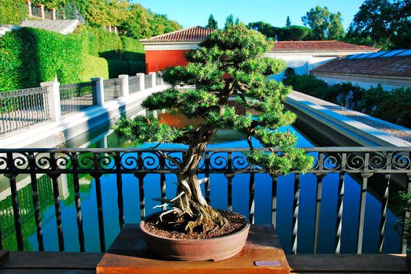 Pasos para el mantenimiento de un bonsai. Cómo cuidar, podar y regar un bonsai. Cuidados de un bonsai.