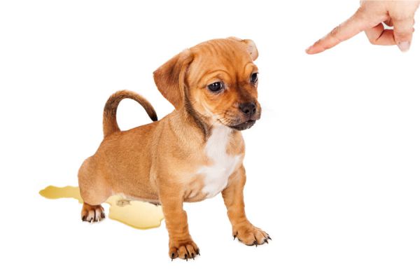 Cómo enseñarle a un Perro a No Orinar dentro de la Casa Cómo enseñarle a un Perro a No Orinar dentro de la Casa