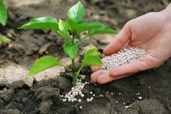 Cómo Abonar nuestras Plantas con productos caseros Cómo Abonar nuestras Plantas con productos caseros