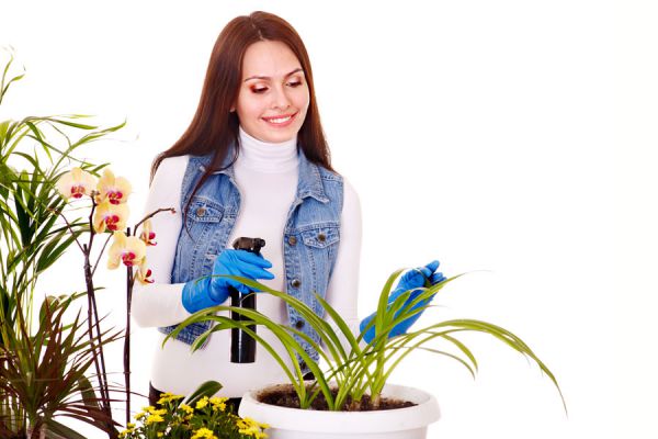 Cómo regar las plantas de interior en invierno Cómo regar las plantas de interior en invierno