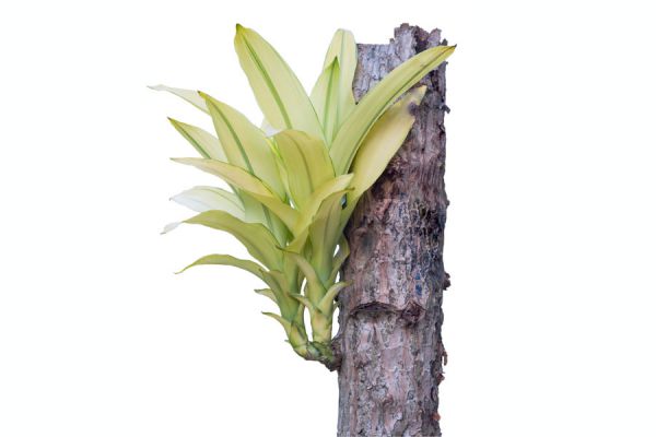 Como es la flor del Palo de Agua? Cuando florece? Como es la flor del Palo de Agua? Cuando florece?