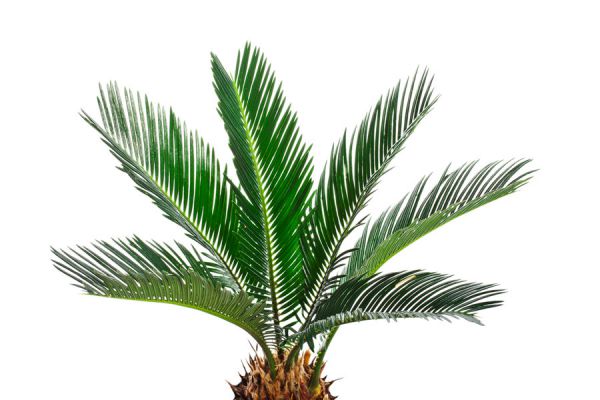 Algunos consejos para plantar palmeras. Cómo cuidar las palmeras a la hora de plantarlas Algunos consejos para plantar palmeras. Cómo cuidar las palmeras a la hora de plantarlas