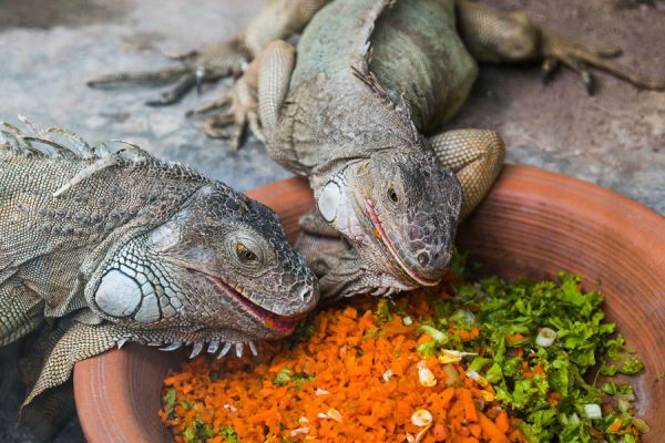 Cómo cuidar a una iguana. Tips para cuidar a una iguana de mascota. ¿Qué darle de comer a una iguana? Cómo tener una iguana de mascota Cómo cuidar a una iguana. Tips para cuidar a una iguana de mascota. ¿Qué darle de comer a una iguana? Cómo tener una iguana de mascota