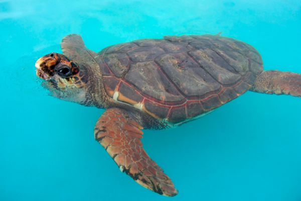 Consejos para cuidar a las tortugas marina o acuáticas. Tips para cuidar, alimentar y mantener sanas a las tortugas acuáticas Consejos para cuidar a las tortugas marina o acuáticas. Tips para cuidar, alimentar y mantener sanas a las tortugas acuáticas