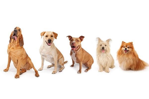 Consejos para elegir un Perro Consejos para elegir un Perro
