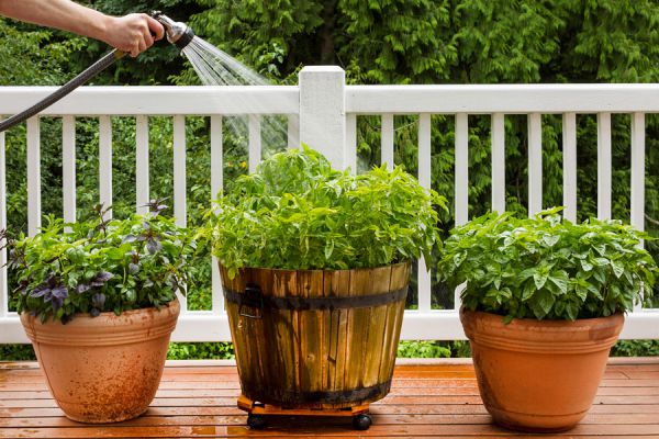 Cómo mantener hidratadas las plantas durante varios días Cómo mantener hidratadas las plantas durante varios días