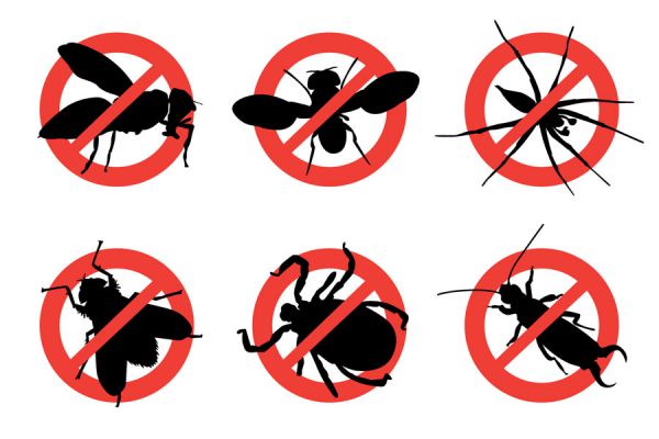 Trucos y remedios caseros para ahuyentar insectos en verano. Tips para ahuyentar insectos del hogar. Como combatir y eliminar insectos en el hogar Trucos y remedios caseros para ahuyentar insectos en verano. Tips para ahuyentar insectos del hogar. Como combatir y eliminar insectos en el hogar