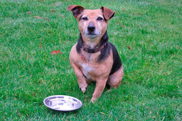 Consejos para elegir un comedero para perros. Claves para elegir el comedero para perros. Tips para elegir un comedero para tu perro Consejos para elegir un comedero para perros. Claves para elegir el comedero para perros. Tips para elegir un comedero para tu perro