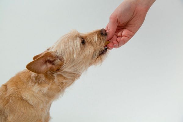 Alimentación de un perro con diabetes. Qué es la diabetes canina? Cómo se detecta la diabetes en los perros. Síntomas de diabetes en los perros