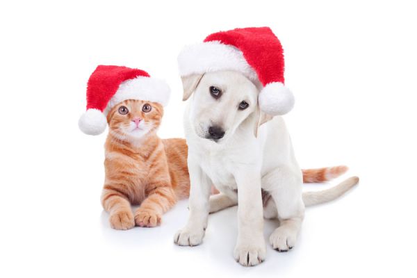 Cómo evitar accidentes con tu mascota en las fiestas Cómo evitar accidentes con tu mascota en las fiestas