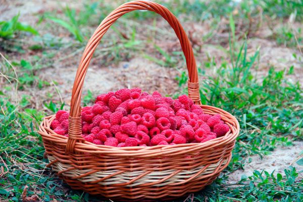 Alimentos y nutrientes para cuidar el pelo en verano. Cómo nutrir el cabello en verano. Alimentos y nutrientes para cuidar el pelo en verano. Cómo nutrir el cabello en verano.