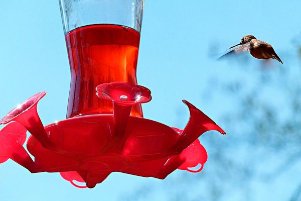 Comida casera para colibríes. Cómo atraer un colibríes al patio de casa. 