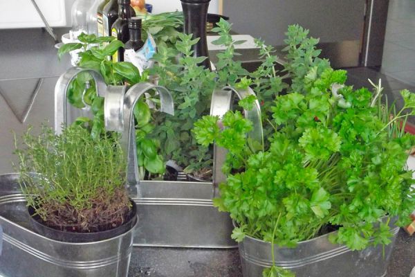 Pasos para plantar hierbas aromáticas. Cómo mantener las plantas aromáticas. Tips para cultivar aromáticas en casa
