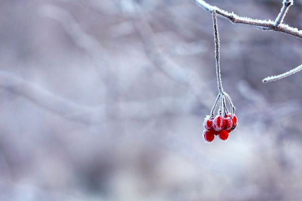 Como cultivar durante el invierno. Qué hacer en la huerta durante el invierno? Vegetales para plantar o sembrar en invierno Como cultivar durante el invierno. Qué hacer en la huerta durante el invierno? Vegetales para plantar o sembrar en invierno