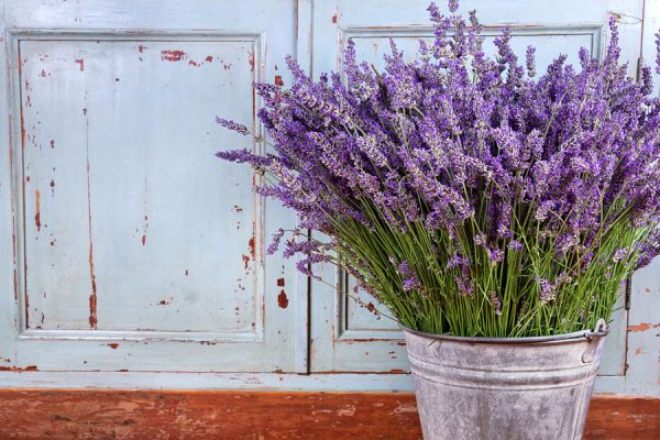 Lista de flores para usar en tratamientos de belleza y salud. Las mejores flores para usar en cremas caseras. 
