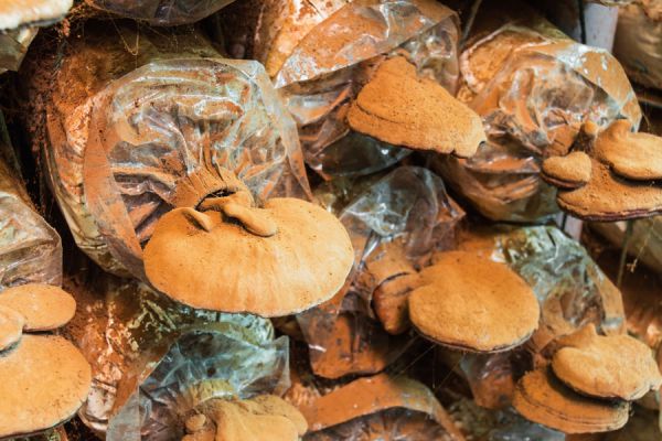 Propiedades del hongo reishi. Ventajas de consumir el hongo ganoderma. Para qué sirve el hongo Ganoderma Lucidum. Beneficios del hongo reishi