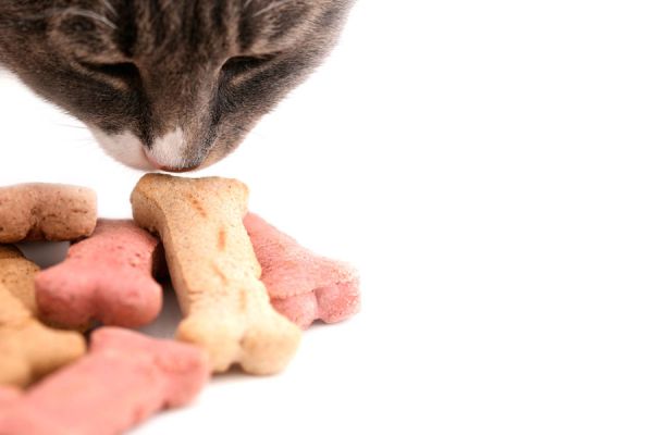 Galletas caseras para mascotas. Cómo preparar galletas para perros y gatos. Receta de galletas caseras para perros y gatos