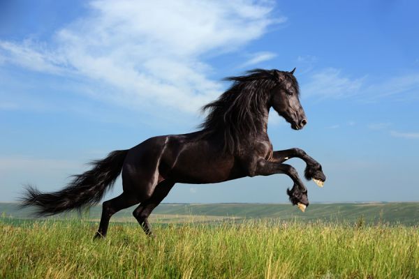El significado de los sueños con caballos. Qué significa soñar cabalgando un caballo. Como interpretar los sueños con caballos El significado de los sueños con caballos. Qué significa soñar cabalgando un caballo. Como interpretar los sueños con caballos