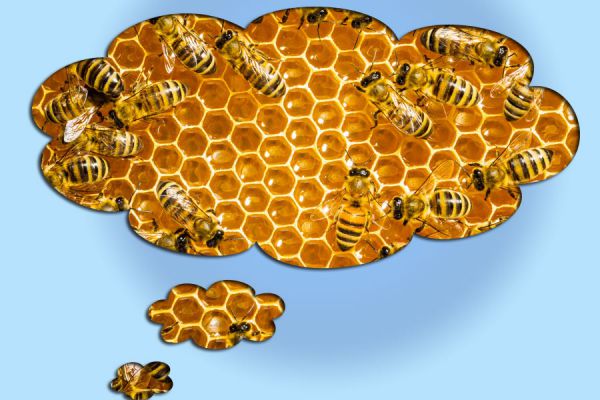 Interpretacion de los sueños: abejas, colmenas y miel. El lenguaje de los sueños. Qué significa soñar con abejas que te pican
