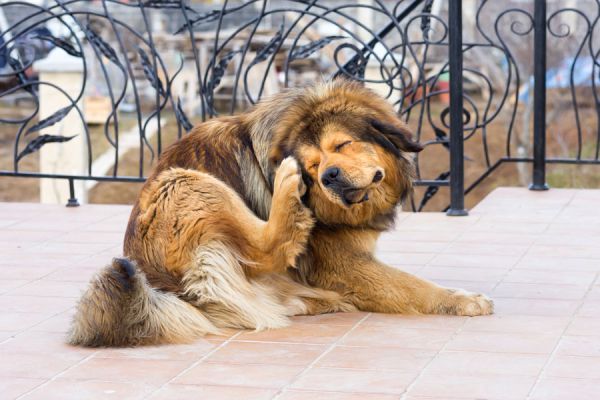Consejos para cuidar la piel del perro. Claves para el cuidado de la piel de tu perro. Cómo cuidar el pelaje de tu mascota Consejos para cuidar la piel del perro. Claves para el cuidado de la piel de tu perro. Cómo cuidar el pelaje de tu mascota
