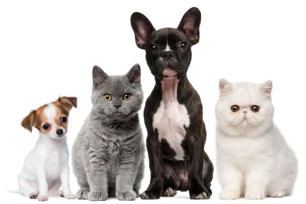 Sitios para encontrar pareja para tu perro o gato. Páginas de citas para perros y gatos. Redes sociales para mascotas