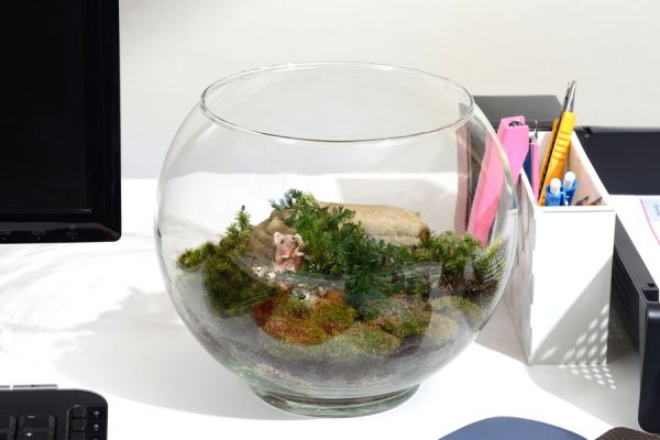 Guía para hacer un terrario. Cómo crear un terrario fácimente. Pasos para hacer un terrario fácil y rápido. Guía para crear terrarios Guía para hacer un terrario. Cómo crear un terrario fácimente. Pasos para hacer un terrario fácil y rápido. Guía para crear terrarios