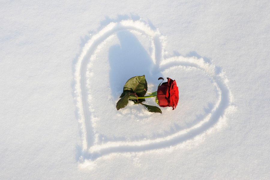 Cómo proteger las rosas durante el invierno. Consejos para cuidar los rosales en invierno. Tips para el cuidado de las rosas en invierno Cómo proteger las rosas durante el invierno. Consejos para cuidar los rosales en invierno. Tips para el cuidado de las rosas en invierno