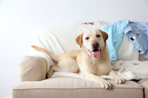 Cómo quitar el olor a perro. Consejos para eliminar el olor a perro de los ambientes. Claves para prevenir el olor a perro Cómo quitar el olor a perro. Consejos para eliminar el olor a perro de los ambientes. Claves para prevenir el olor a perro