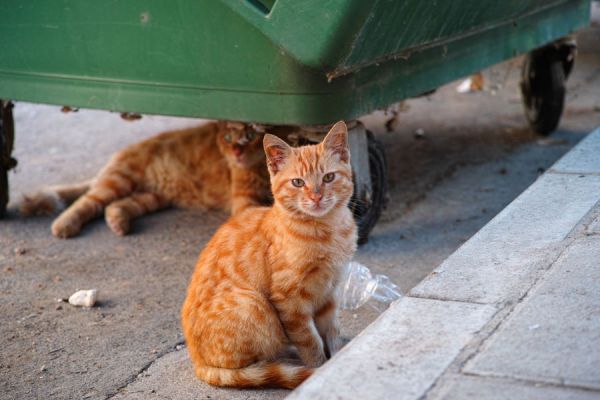 Recetas caseras para ahuyentar gatos. Tips para alejar gatos callejeros. Cómo evitar que los gatos orinen tu jardín. Remedios para alejar gatos