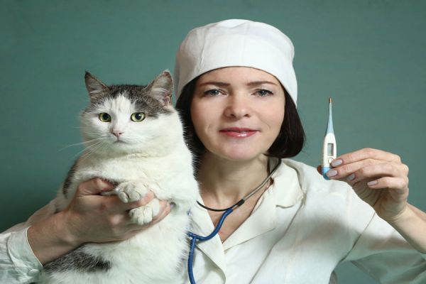 Saber si tu mascota tiene fiebre. Técnicas para saber si el gato tiene fiebre. Fiebre en los gatos. Cómo medir la temperatura a un gato