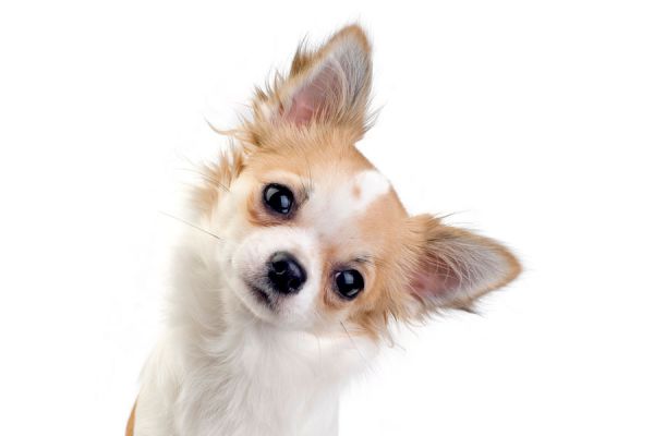 Motivos por los que los perros inclinan la cabeza cuando les hablas. Por qué los perros giran la cabeza? Motivos por los que los perros inclinan la cabeza cuando les hablas. Por qué los perros giran la cabeza?