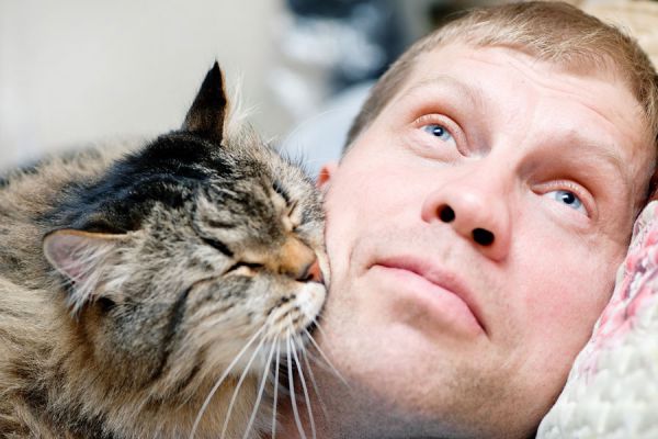 Conductas en las que los gatos demuestran cariño. Cómo demuestran su amor los gatos? Formas en las que el gato demuestra afecto Conductas en las que los gatos demuestran cariño. Cómo demuestran su amor los gatos? Formas en las que el gato demuestra afecto