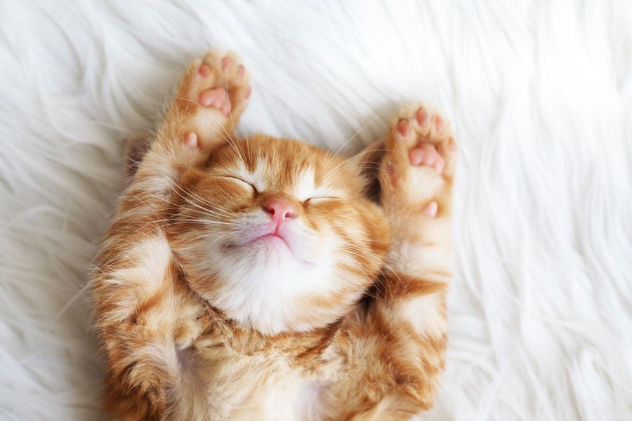 Gato en la cama sonriente, durmiendo sin problemas.