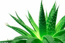 Cómo Cortar las Hojas de Aloe Vera