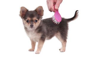 Cómo cepillar a un perro