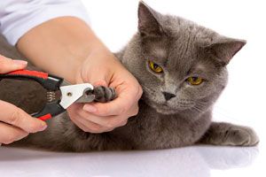 Cómo cortar las uñas de un gato