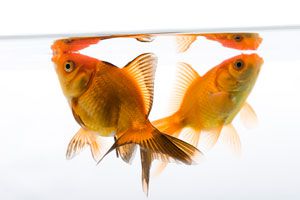 Cómo cuidar los peces dorados o Gold Fish