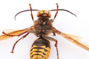 Cómo evitar que las avispas o abejas nos piquen