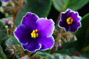 Consejos para cuidar una violeta africana. Características y secretos para cuidar una violeta africana.