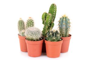 Cómo cuidar los Cactus