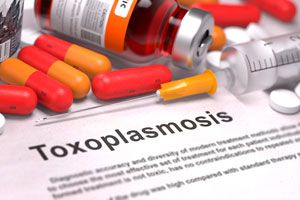 Cómo evitar la toxoplasmosis