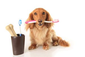 Cómo cepillar los dientes a los perros