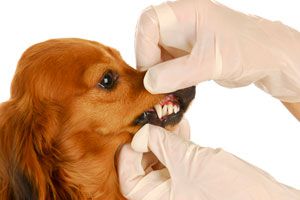 Como es el cuidado de los dientes de los perros.