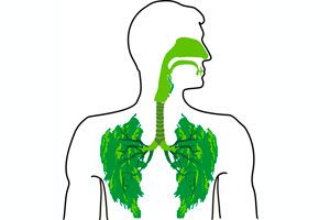 Cómo curar los problemas respiratorios con hierbas 