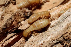 Métodos naturales para eliminar las termitas. Cómo cuidar los muebles de madera eliminando las termitas.