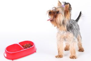 Como hacer para que nuestro perro coma la comida balanceada