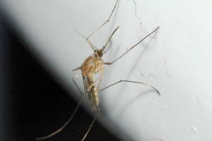 ¿Qué es el Dengue?