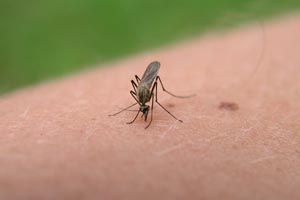 Cómo se transmite el dengue