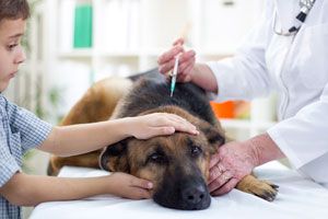 Cuando se debe vacunar a los perros