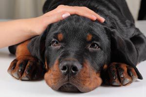 Cómo prevenir la ansiedad por separación en una mascota